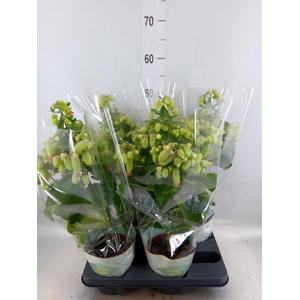 Kalanchoe  'Magic Bell'