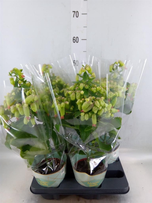 <h4>Kalanchoe  'Magic Bell'</h4>