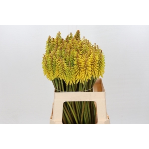 Kniphofia Sunningdale Yellow