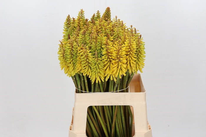 Kniphofia Sunningdale Yellow