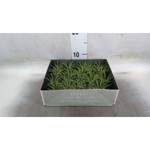 Tillandsia