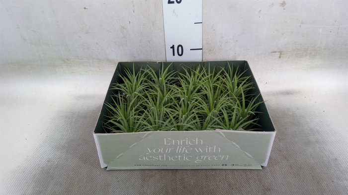 <h4>Tillandsia</h4>