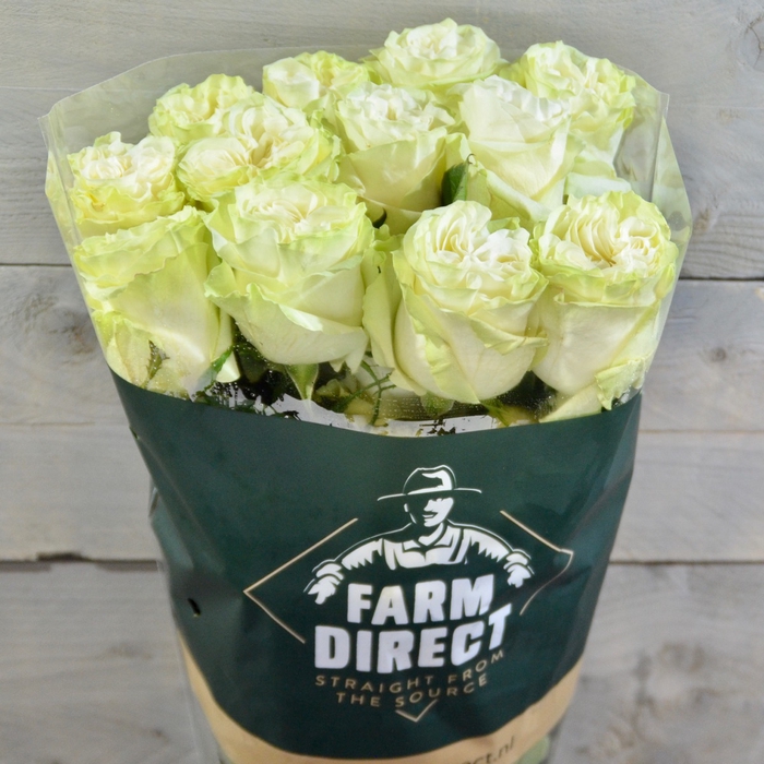 <h4>R Gr Moonstone</h4>