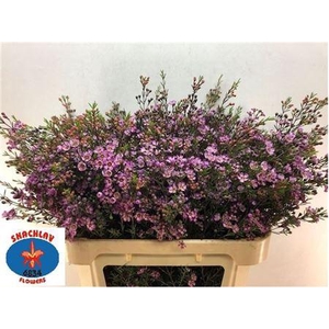 Chame Un Purple Pride 80cm