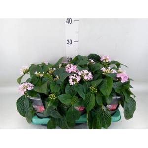Pentas lanceolata 'Starclust Laven'