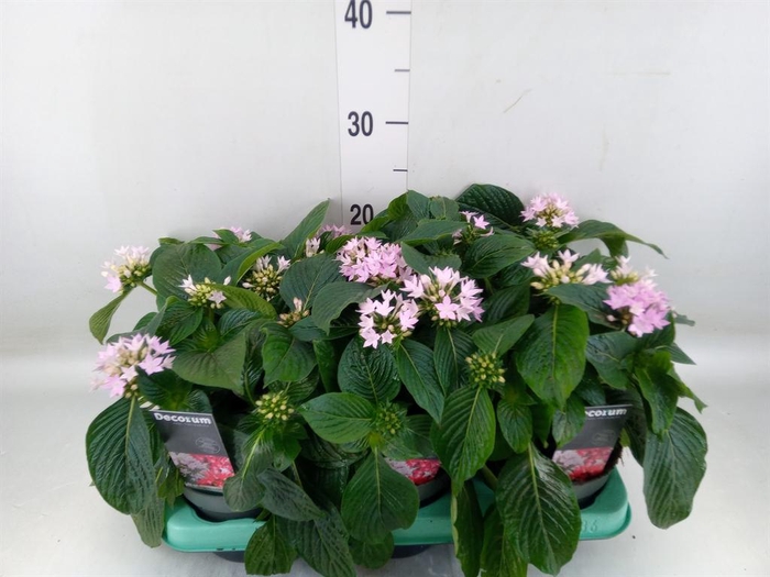 <h4>Pentas lanceolata 'Starclust Laven'</h4>