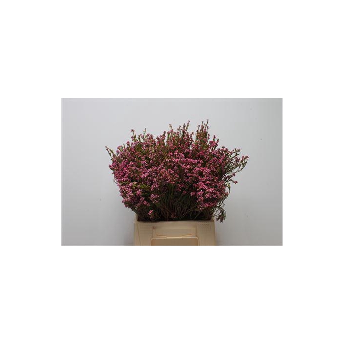 <h4>Kaaps Erica Pink</h4>