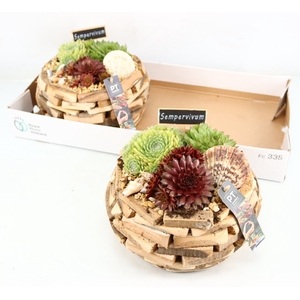 ARR SEMPERVIVUM