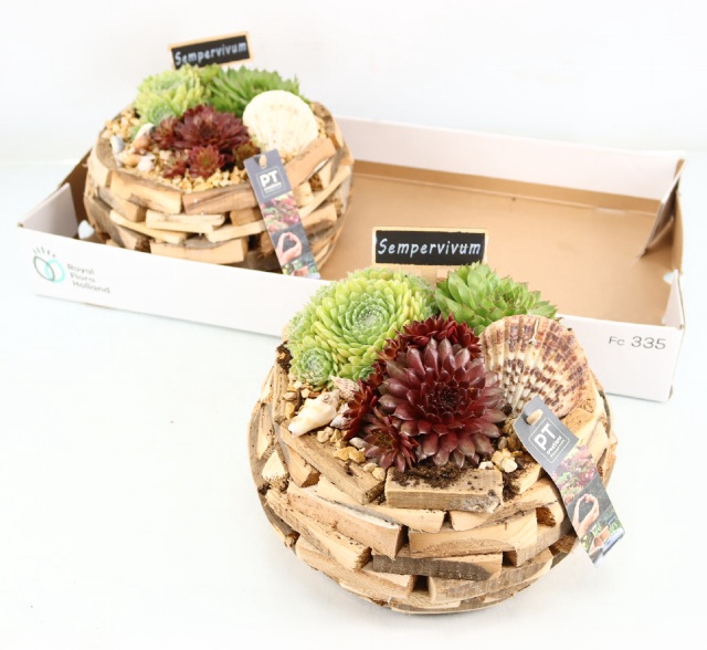 ARR SEMPERVIVUM