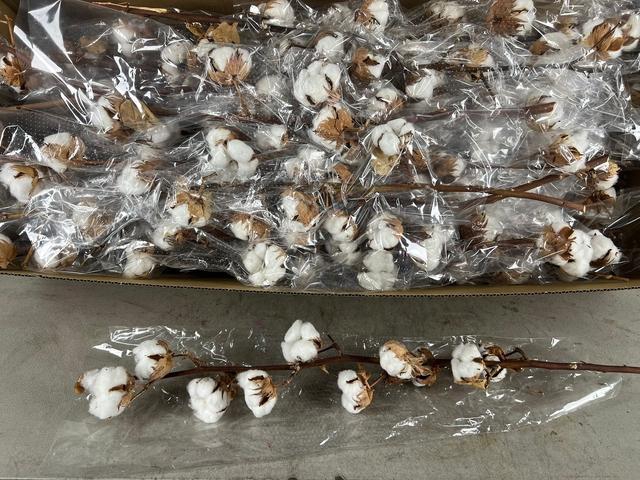 <h4>DF KATOEN GOSSYPIUM 10 BOL SELECTED</h4>