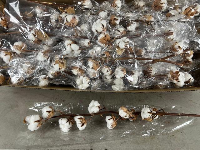 <h4>DF Cotton Gossypium 10 Bol Selected</h4>