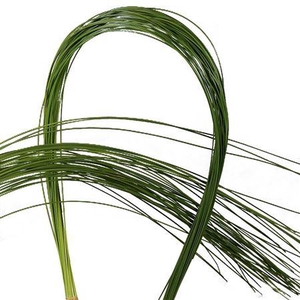 FLEXIGRASS