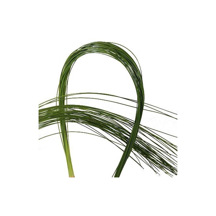 <h4>FLEXIGRASS</h4>