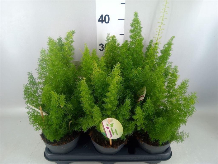 <h4>Asparagus dens. 'Meyers'</h4>