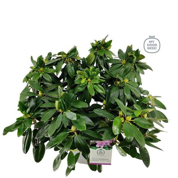 <h4>Rhododendron 40-50 /5 liter 'Catawbiense Grandiflorum'</h4>