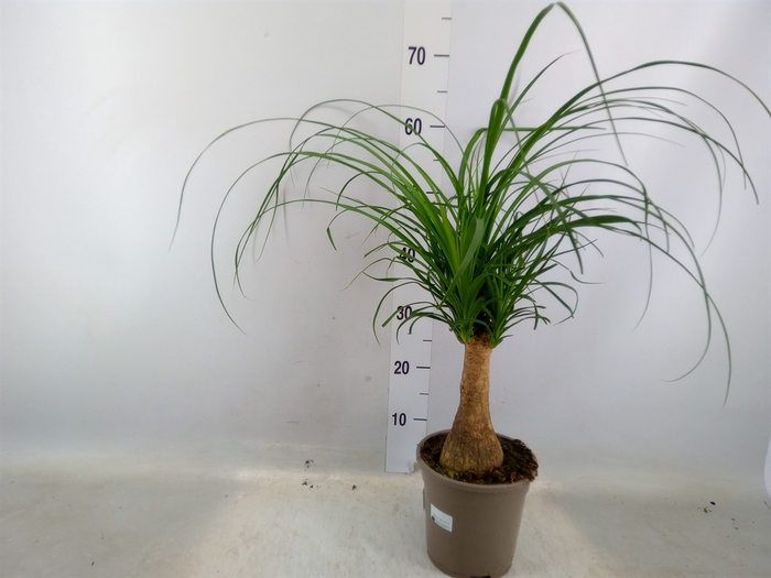 <h4>Beaucarnea recurvata</h4>