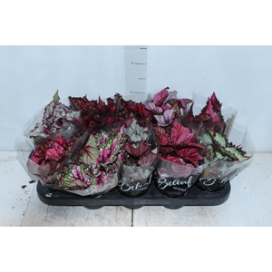 BEGONIA BELEAF P11 PO