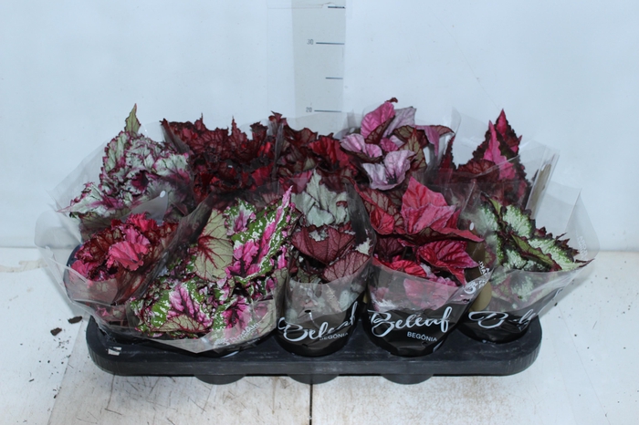 <h4>BEGONIA BELEAF P11 PO</h4>