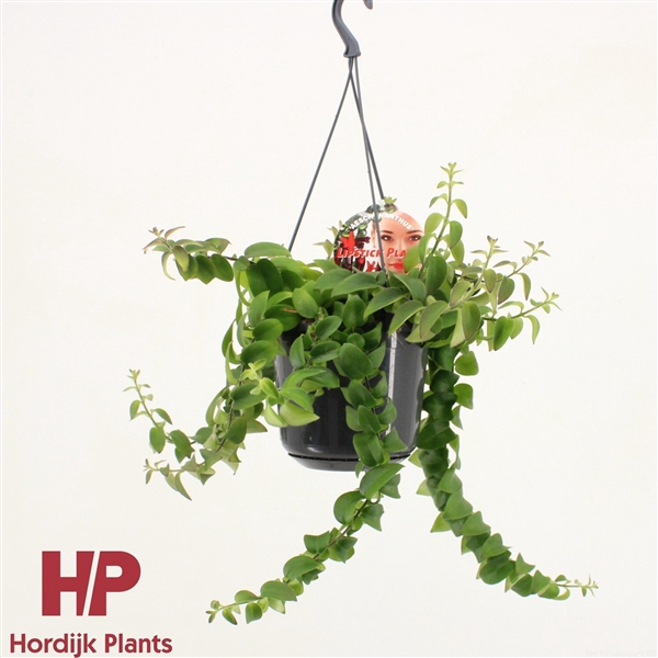 <h4>Aeschynanthus 'Twister XL'</h4>