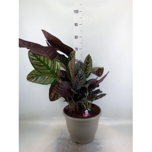 Calathea sanderiana
