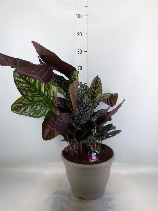 <h4>Calathea sanderiana</h4>