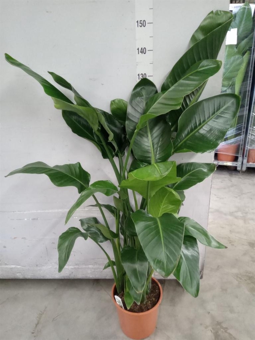 <h4>Strelitzia nicolai</h4>