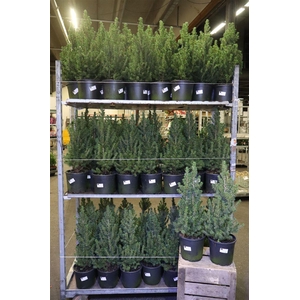 arr8 Picea Gl Conica