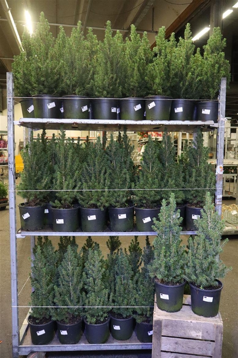 <h4>arr8 Picea Gl Conica</h4>