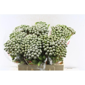 Kaaps Brunia Silver Moon