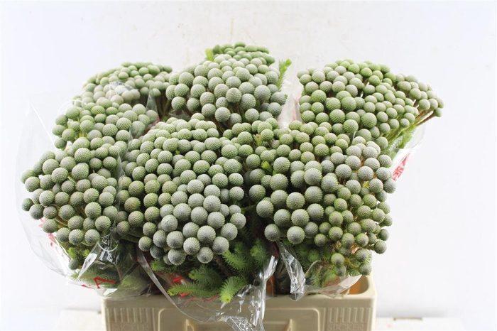 <h4>Kaaps Brunia Silver Moon</h4>