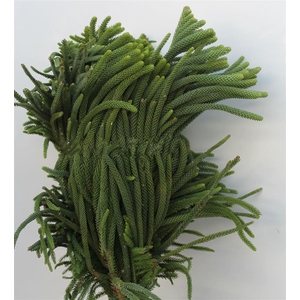 ARAUCARIA HETEROPHYLLA KG