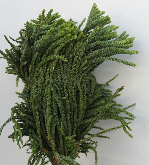 <h4>ARAUCARIA HETEROPHYLLA KG</h4>