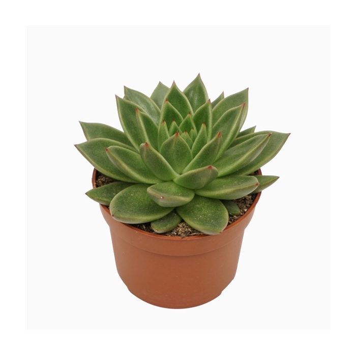 <h4>Echeveria agavoides 10,5 cm</h4>