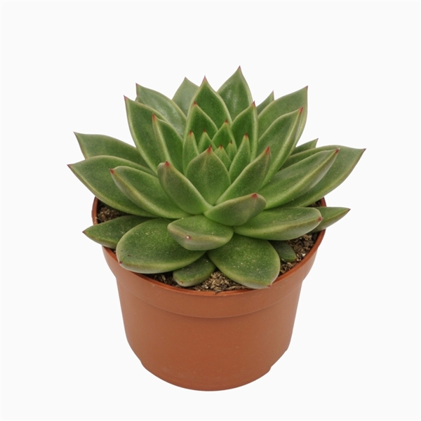 <h4>Echeveria agavoides 10,5 cm</h4>