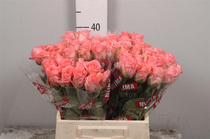 <h4>R Gr Unicorn</h4>