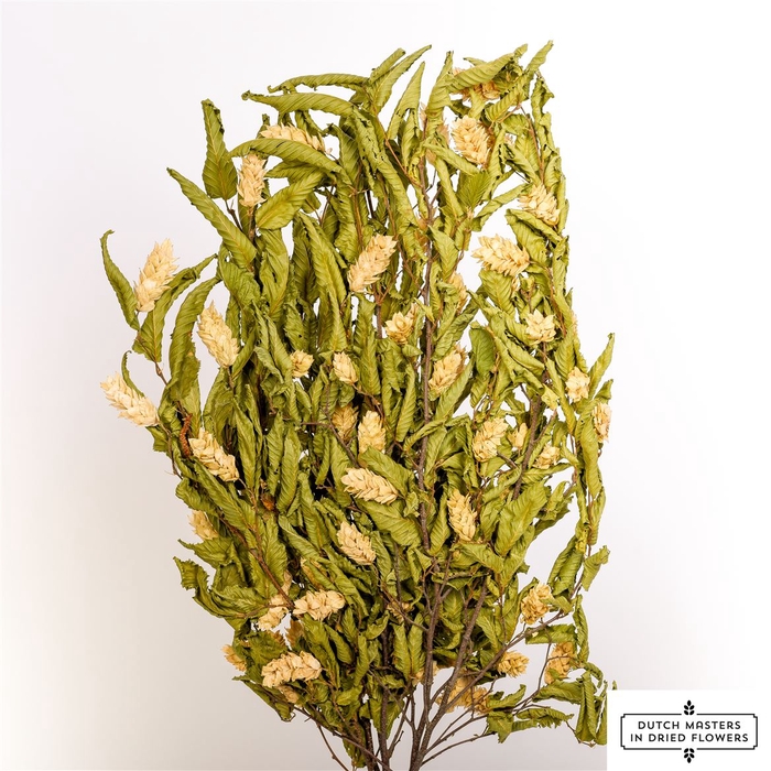 <h4>Dried Hoppe Carpinus Bunch</h4>