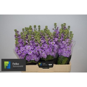 MATTH MATHILDA LAVEN