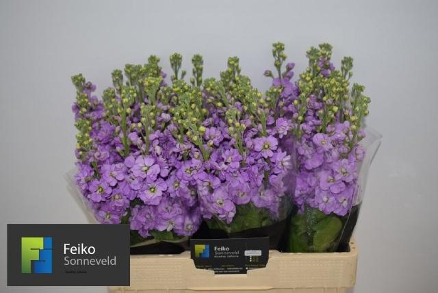 <h4>MATTH MATHILDA LAVEN</h4>