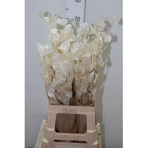 Lunaria Wit