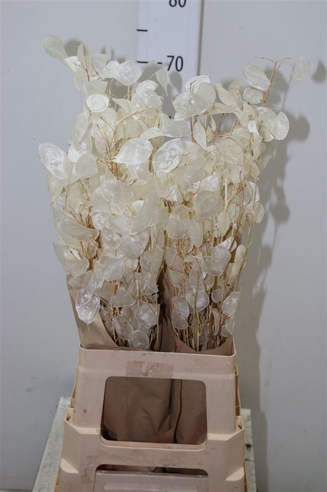 <h4>Lunaria Wit</h4>