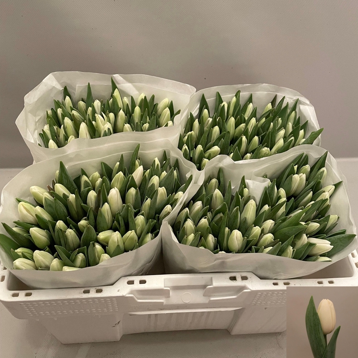 <h4>TU EN ALBATROS</h4>