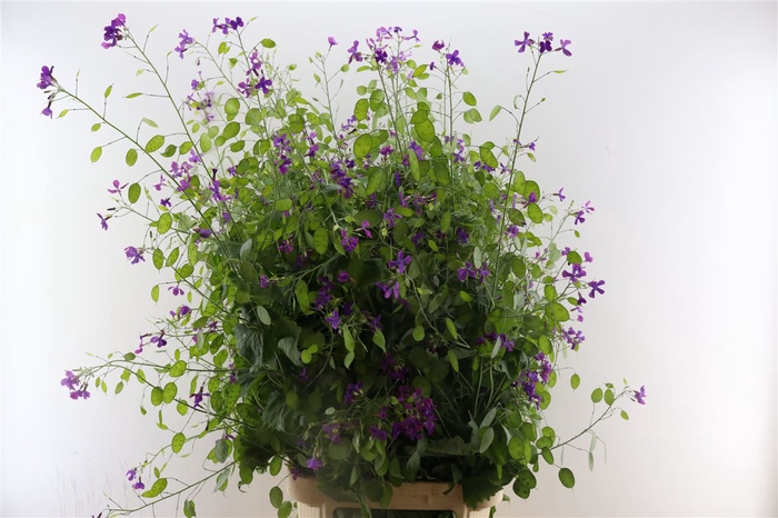 <h4>Lunaria Ann Paarse 130cm Extra P Stem</h4>