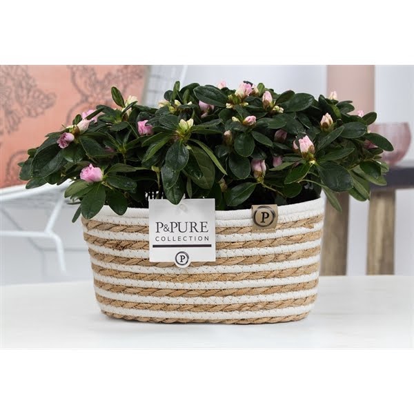 <h4>1st class Azalea pink (x2) in P&PURE Fieldbasket 7</h4>