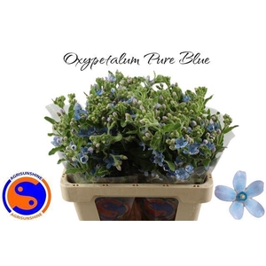 OXY CO TAN PURE BLU