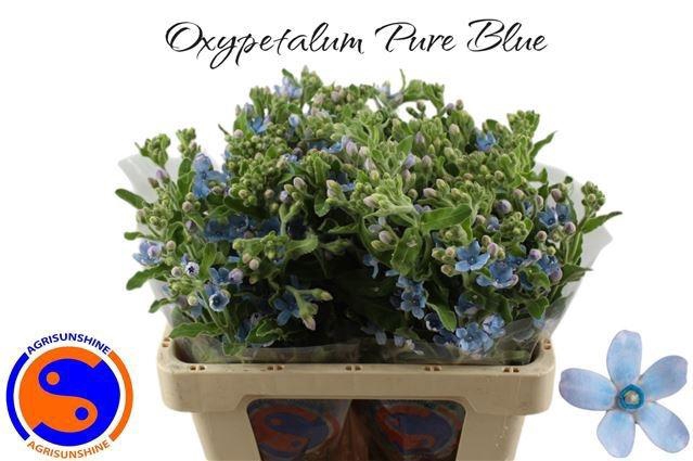 <h4>OXY CO TAN PURE BLU</h4>