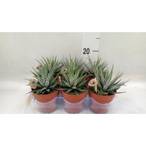 Haworthia fasciata 'Big Band'