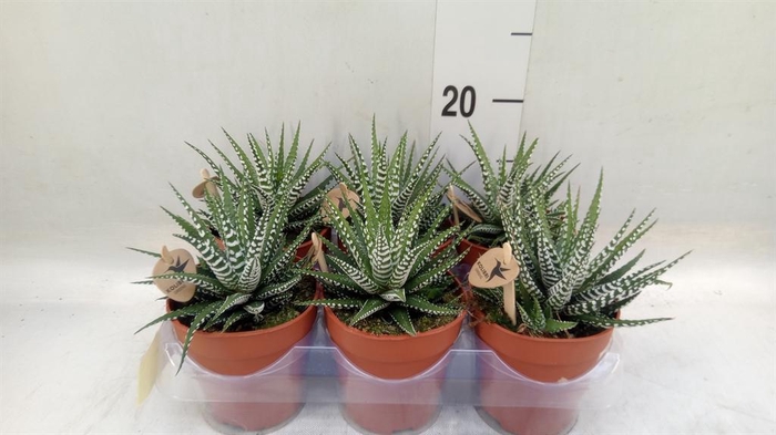 <h4>Haworthia fasciata 'Big Band'</h4>