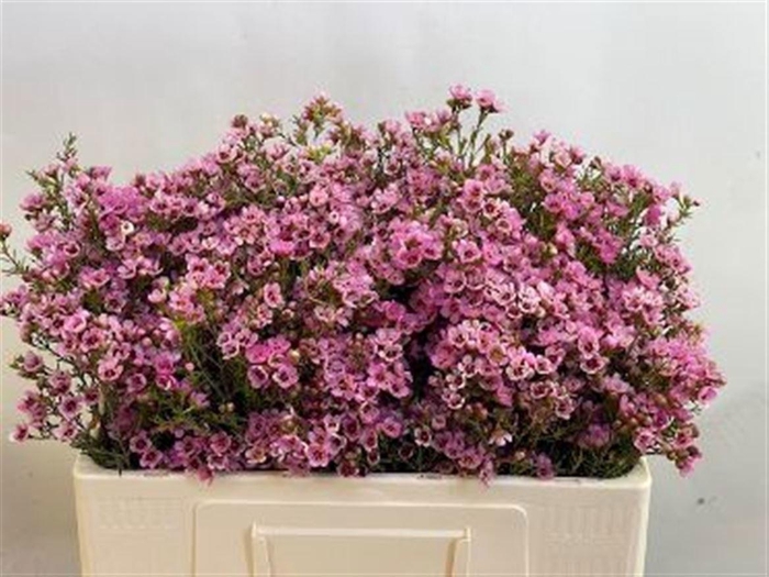 <h4>Chame Sarahs Delight</h4>