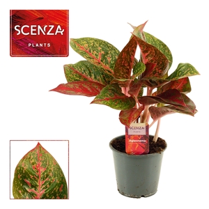 Aglaonema Red Happiness 12 cm (Scenza)