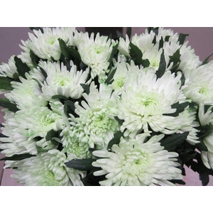 Chr G Topspin G Sweet Groen